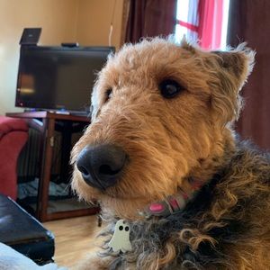 Meet your Posher, Anna